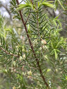 Image of Styphelia exolasia