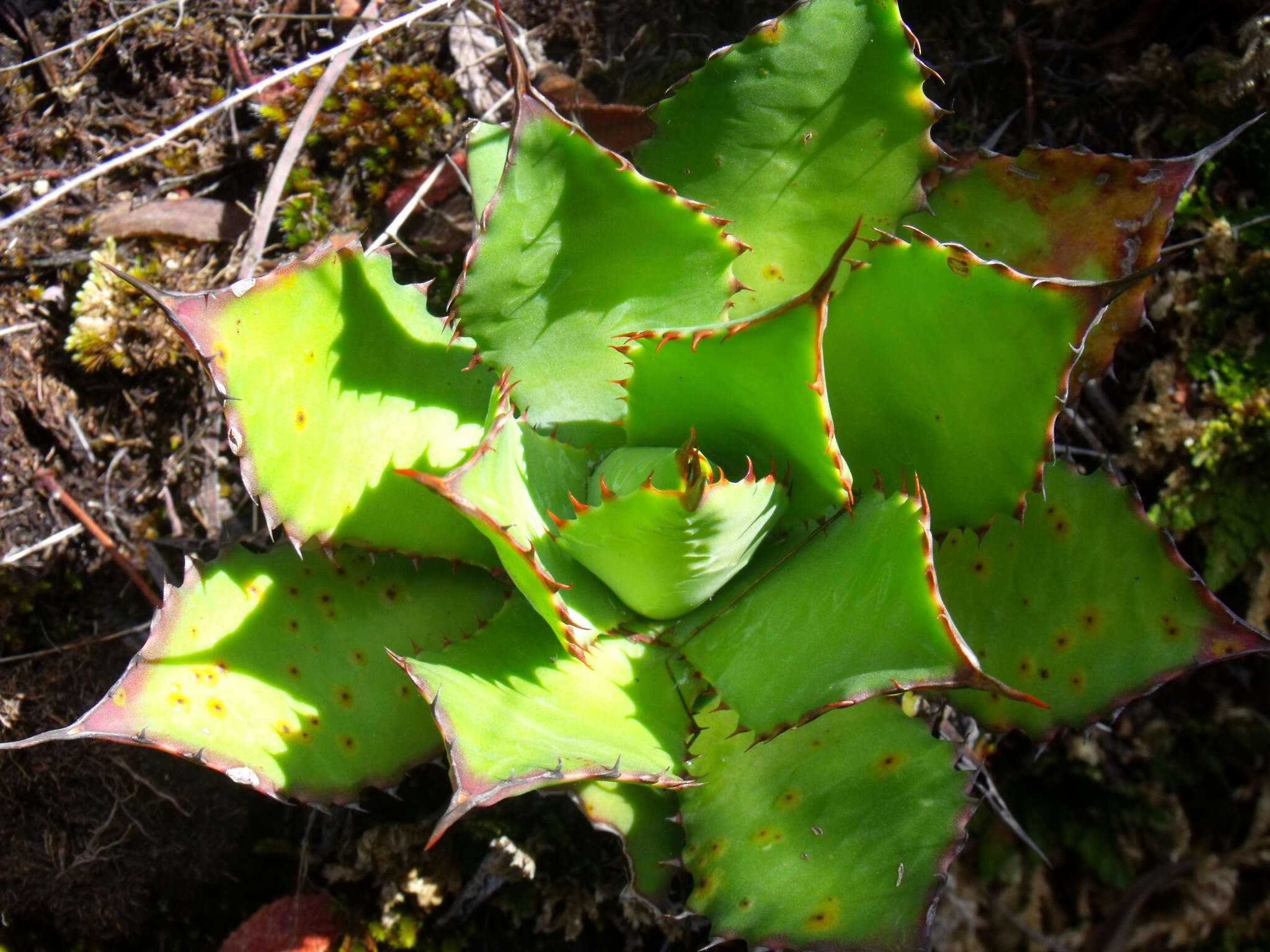 Image of Agave inaequidens subsp. inaequidens