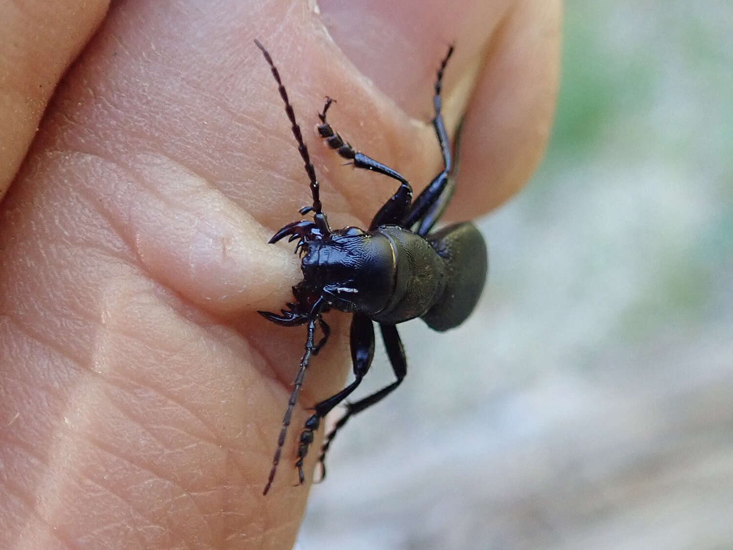 Image of Omus californicus Eschscholtz 1829