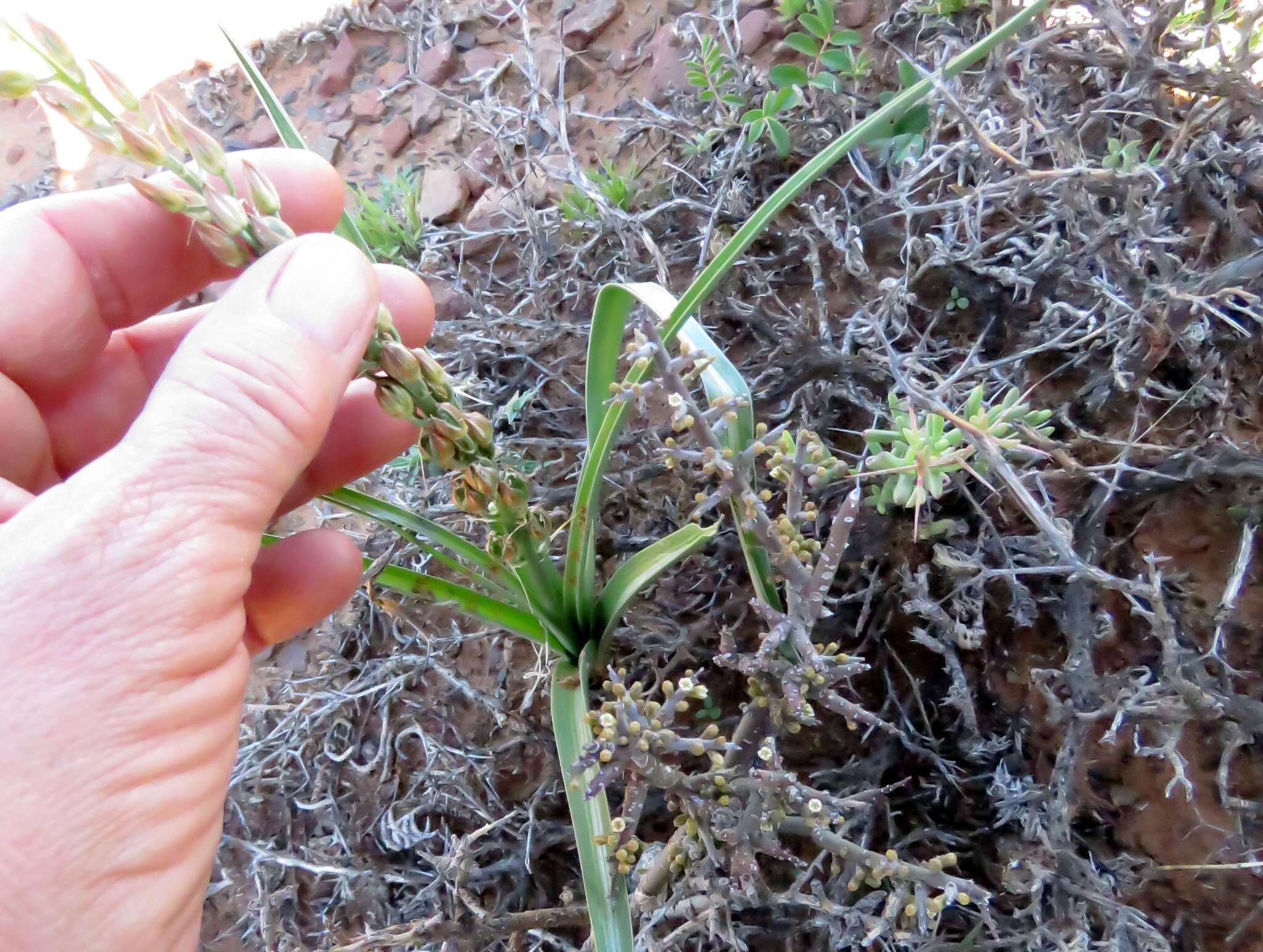 Image of Albuca virens (Lindl.) J. C. Manning & Goldblatt