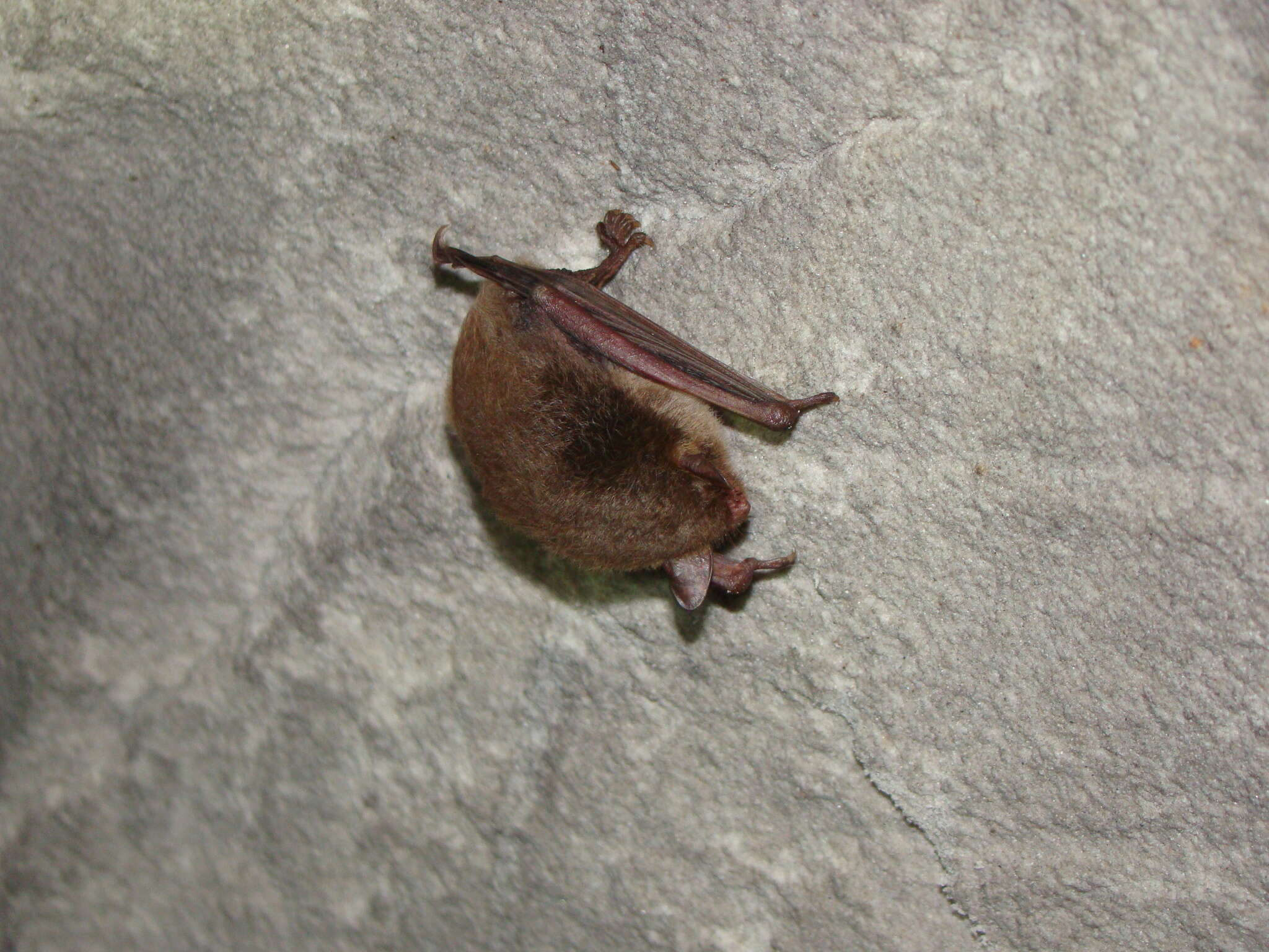 Image of Pond Bat