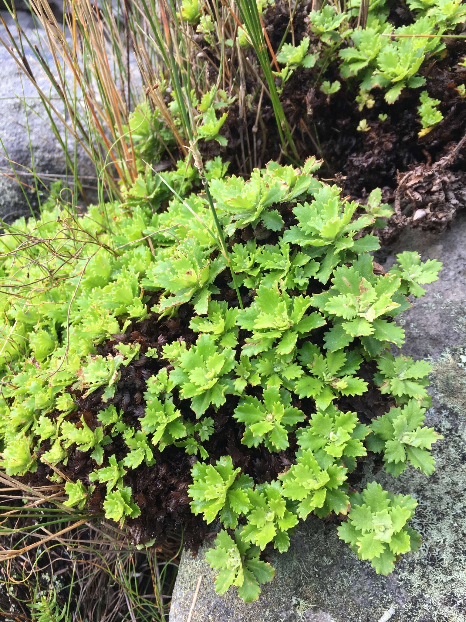 Image of Osmitopsis dentata (Thunb.) Bremer