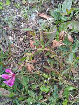 Image of lupine clover