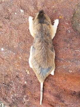 Image of Central Texas Pocket Gopher