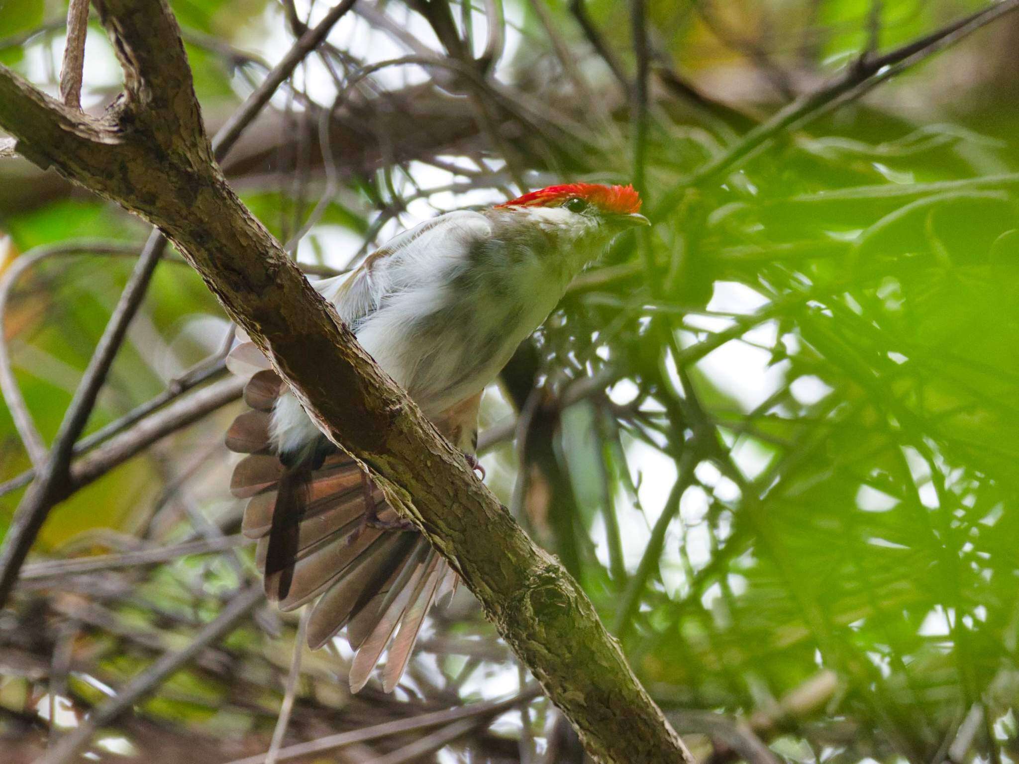 Imagem de Soldadinho-do-araripe