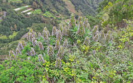 Echium acanthocarpum Svent. resmi