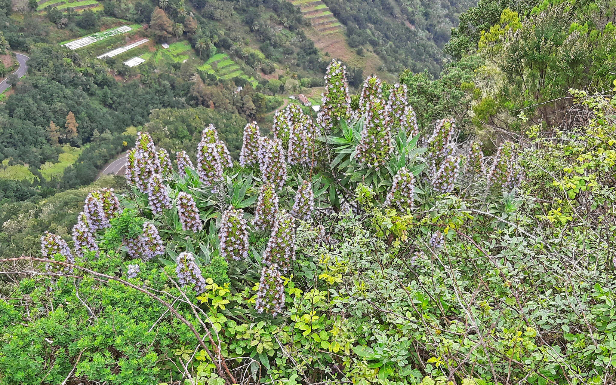 Imagem de Echium acanthocarpum Svent.