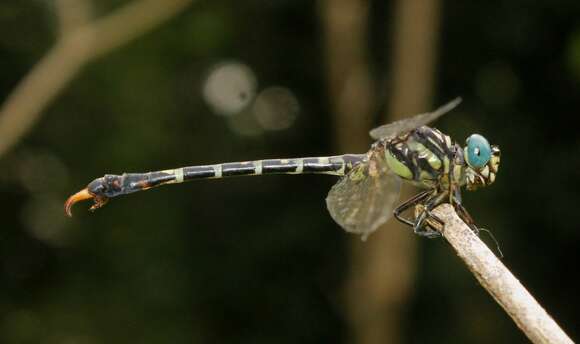 Imagem de Paragomphus campestris Bedjanic 2013