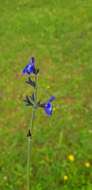 Image of Salvia oblongifolia M. Martens & Galeotti