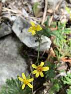 Plancia ëd Senecio scandens var. crataegifolius (Hayata) Kitam.