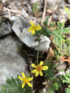 Sivun Senecio scandens var. crataegifolius (Hayata) Kitam. kuva