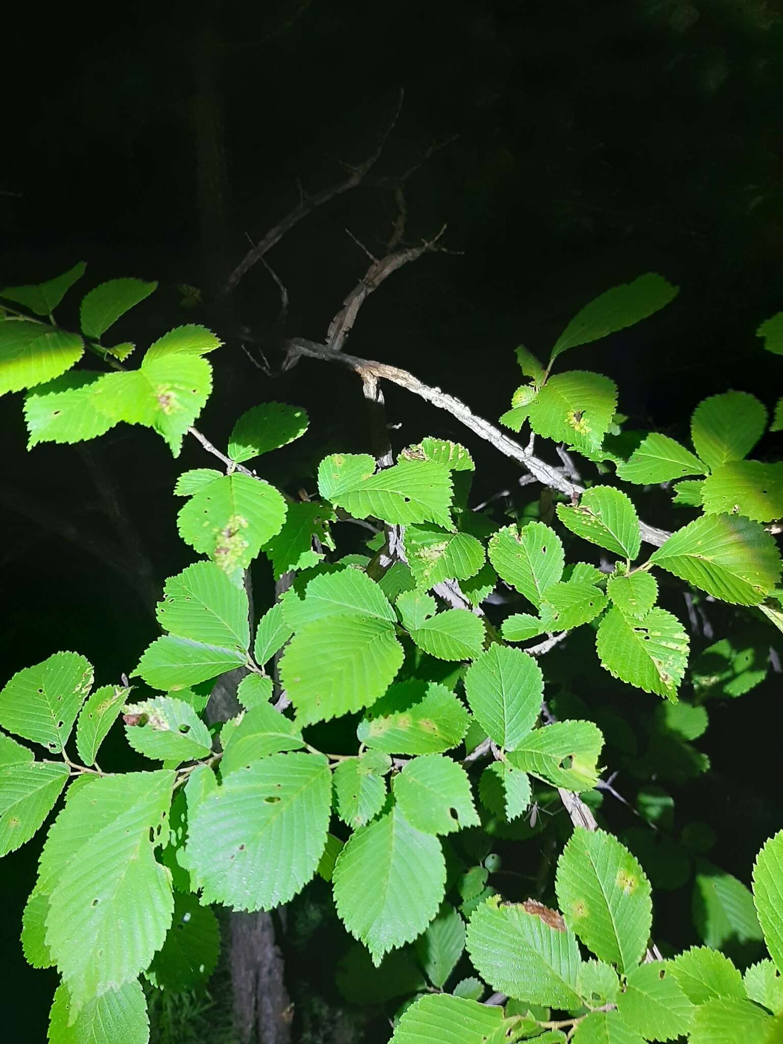 Image of Japanese elm