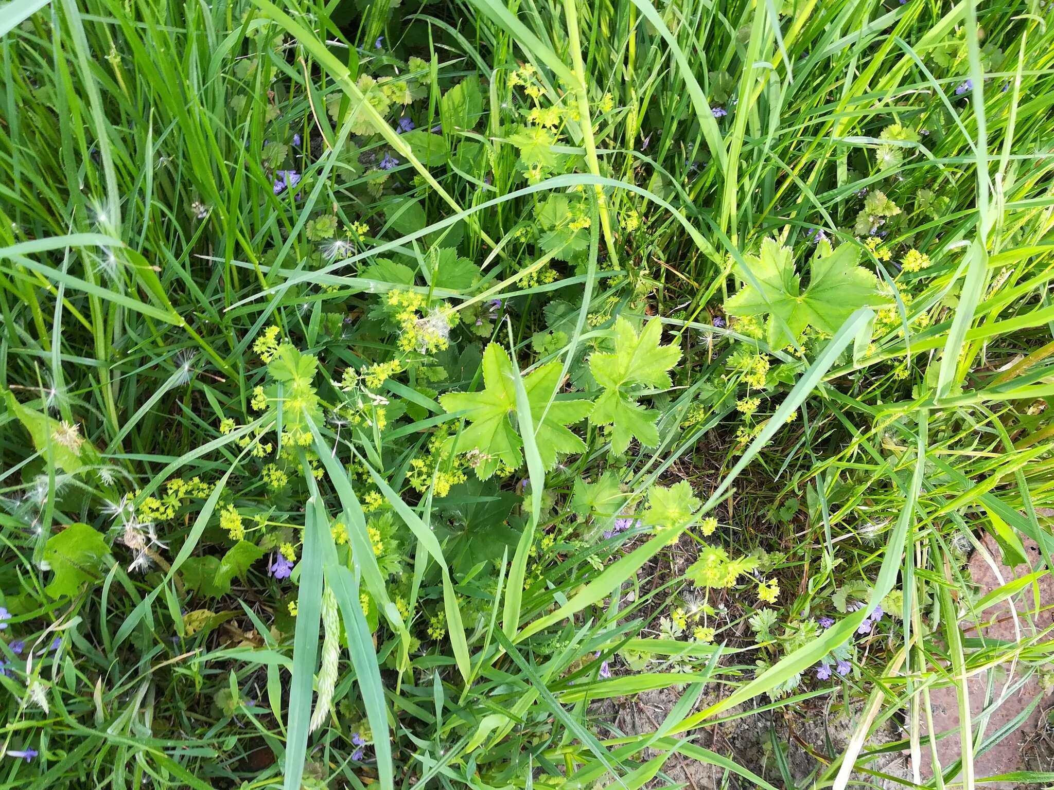 Image of broadtooth lady's mantle