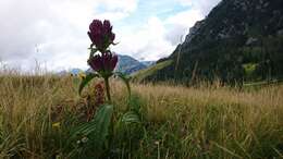 Image of Gentiana pannonica Scop.