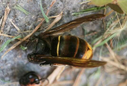 Image of Vespa velutina nigrithorax Buysson 1905