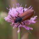 Lydus europaeus Escherich 1896 resmi