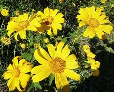 Image of tree marigold