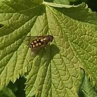 Image of Syrphus octomaculatus Walker 1836