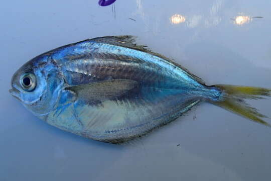 Image of California pompano