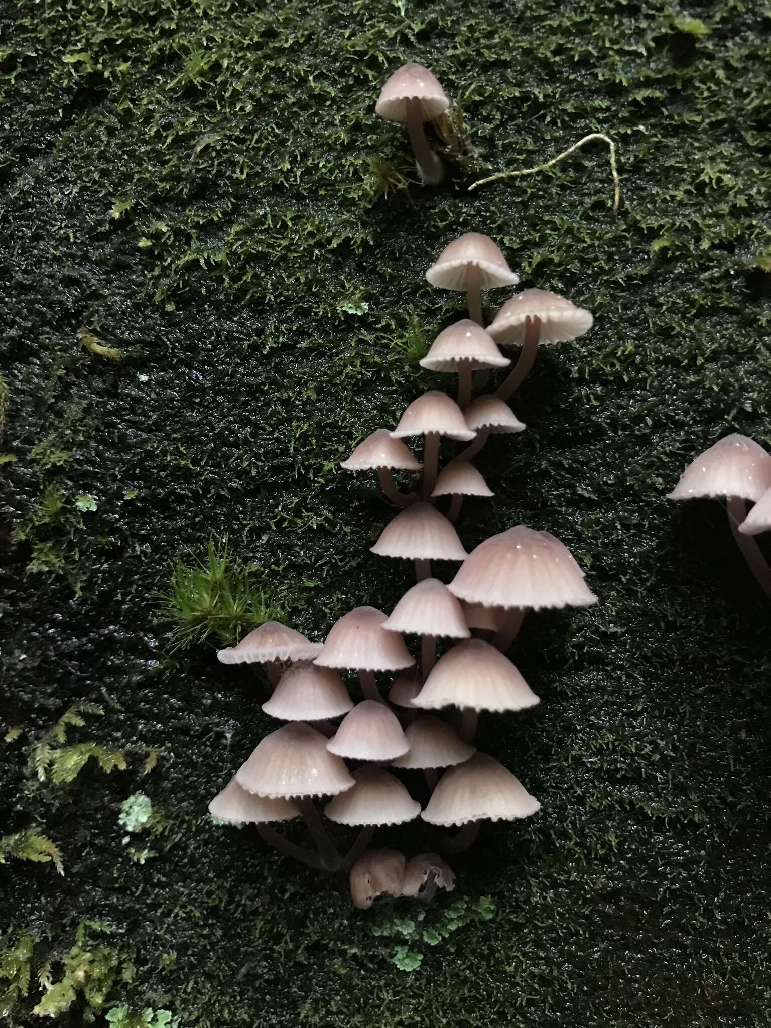 Sivun Mycena bulliformis B. A. Perry & Desjardin 2016 kuva