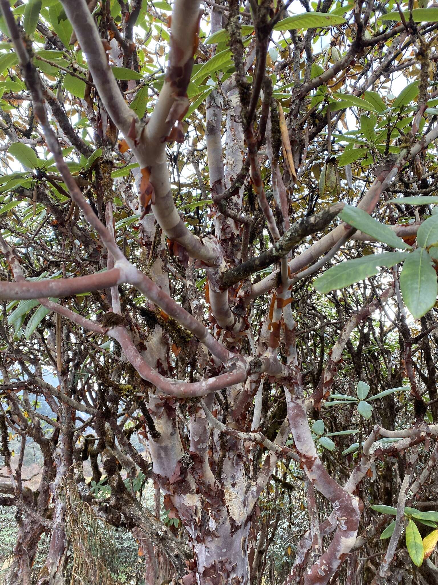 Image of Rhododendron barbatum Wall. ex G. Don