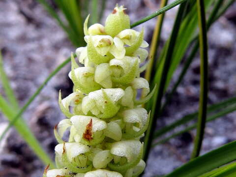 Image of Satyrium bicallosum Thunb.