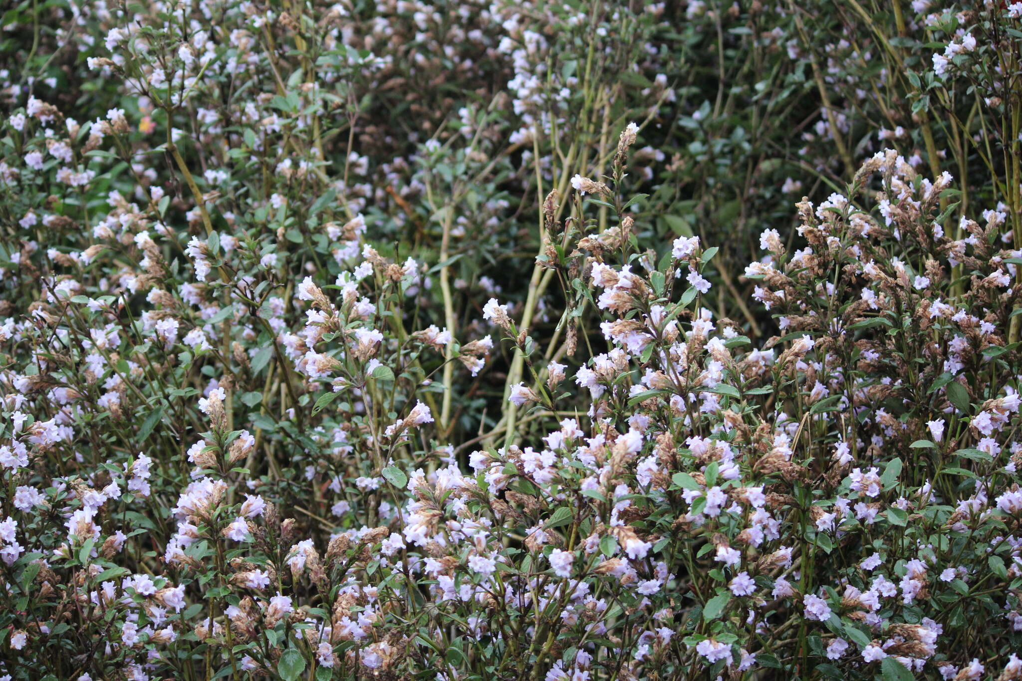 Strobilanthes kunthianus (Wall. ex Nees) T. Anders. ex Benth. resmi