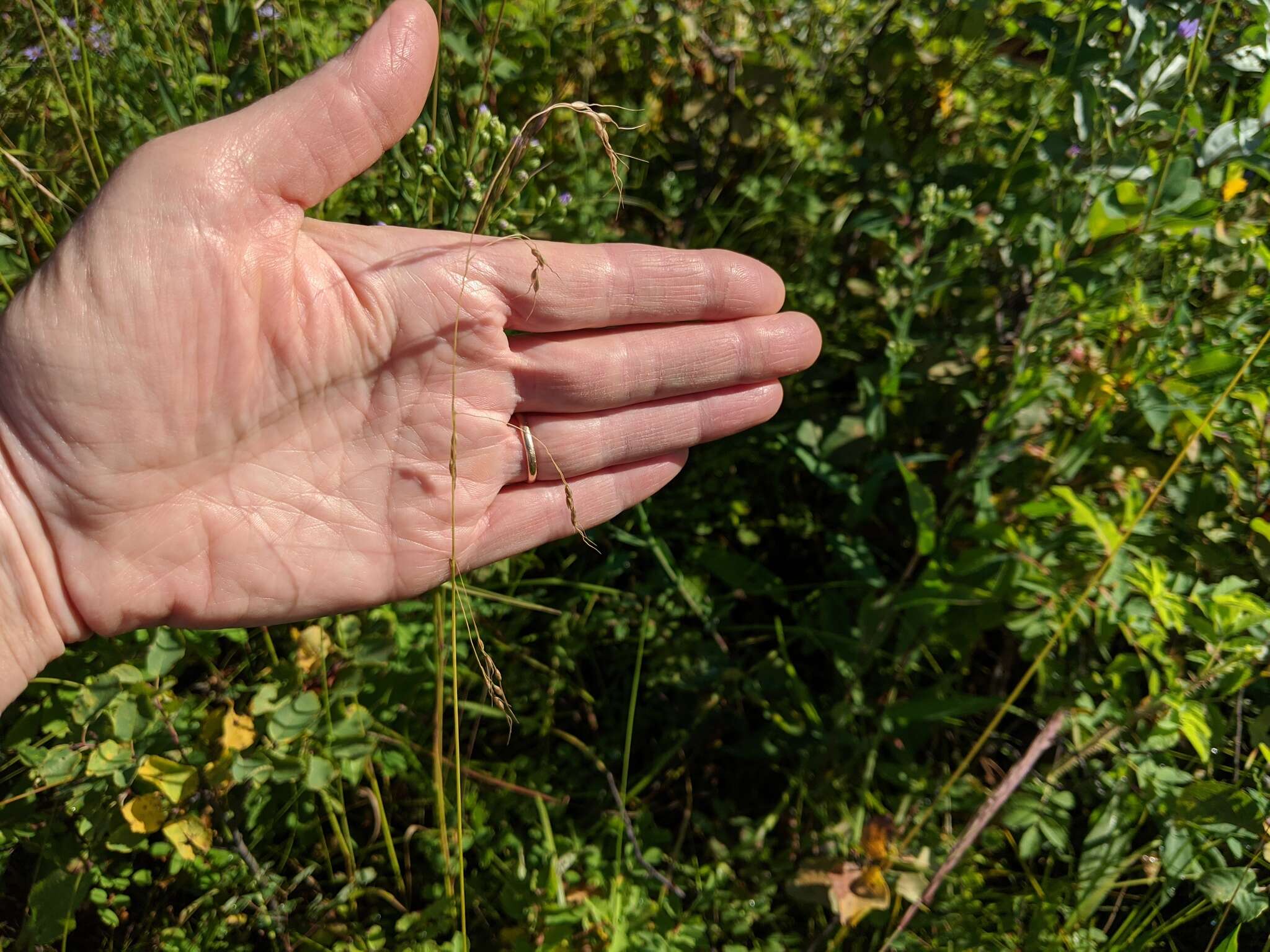 Image of Canadian ricegrass