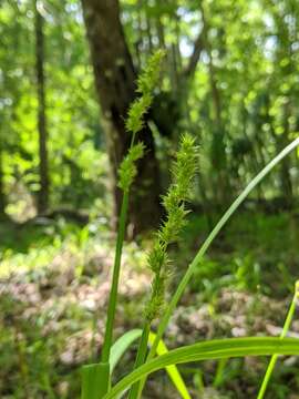 Imagem de Carex stipata var. maxima Chapm. ex Boott