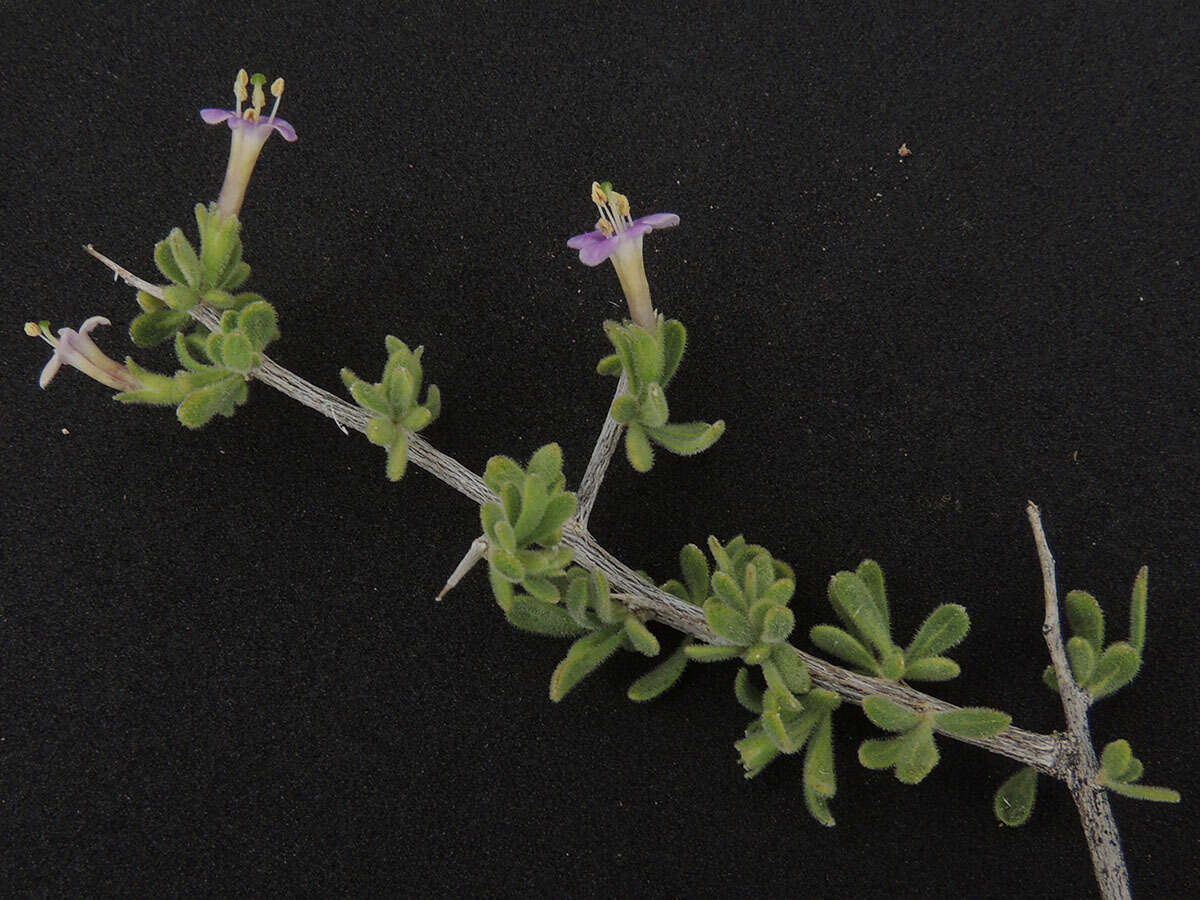 Image of Arizona desert-thorn