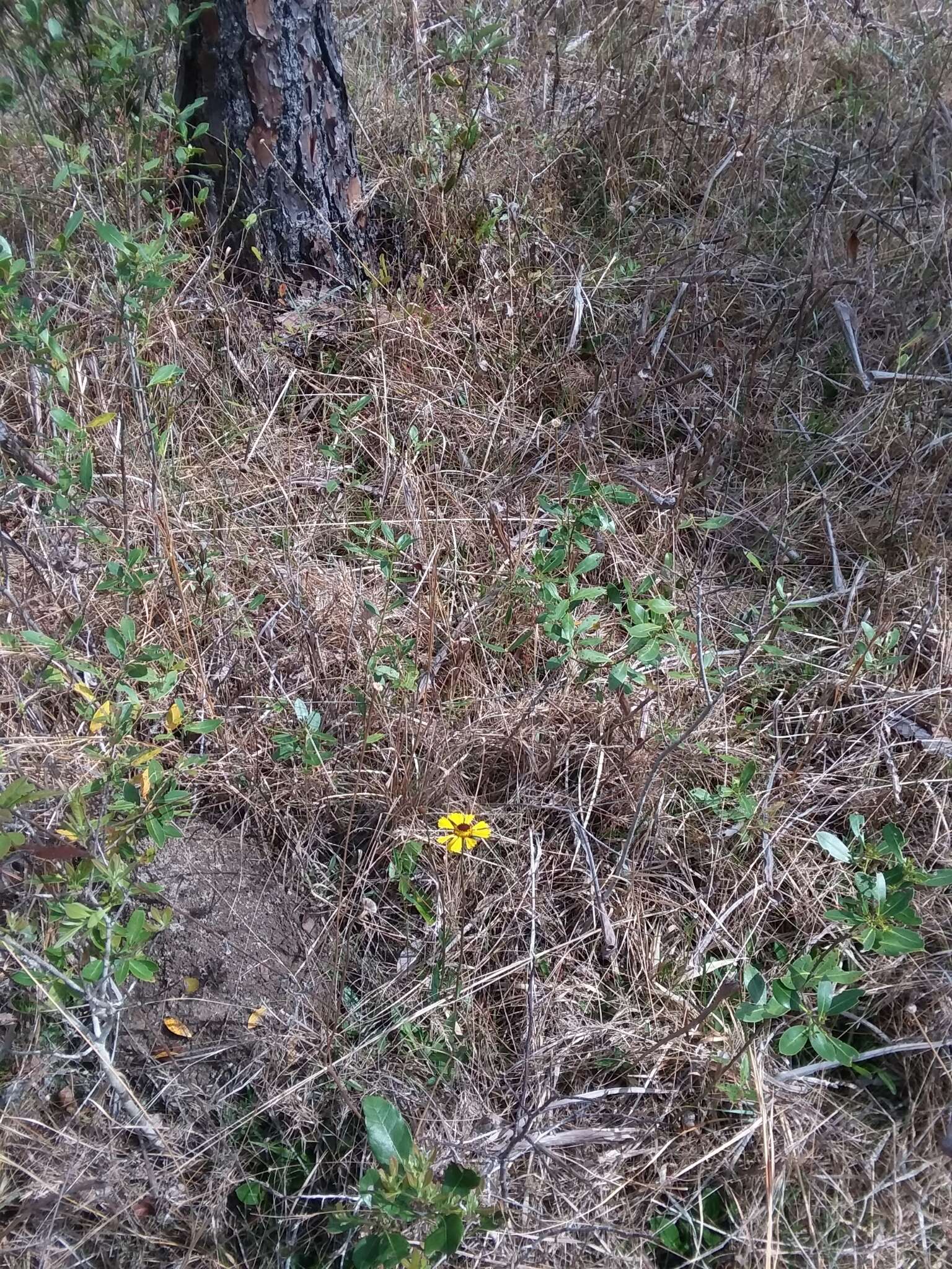 Image of Short-Leaf Sneezeweed