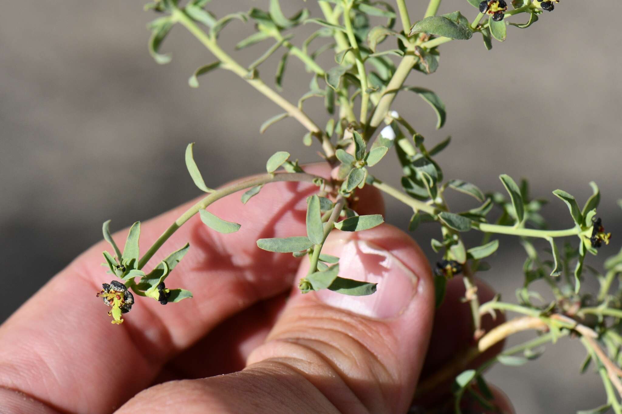 Imagem de Euphorbia tibetica Boiss.