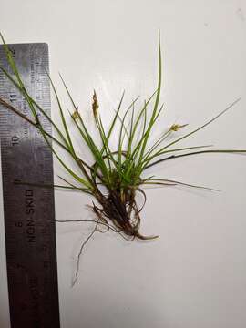 Imagem de Carex tonsa var. rugosperma (Mack.) Crins