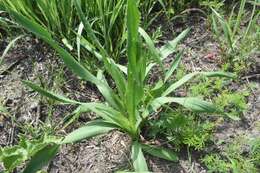 Imagem de Eryngium yuccifolium var. synchaetum Gray ex J. M. Coult. & Rose