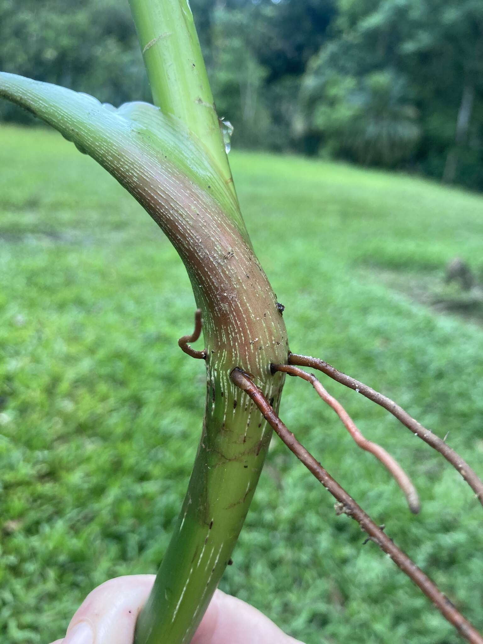 Sivun Philodendron grandipes K. Krause kuva