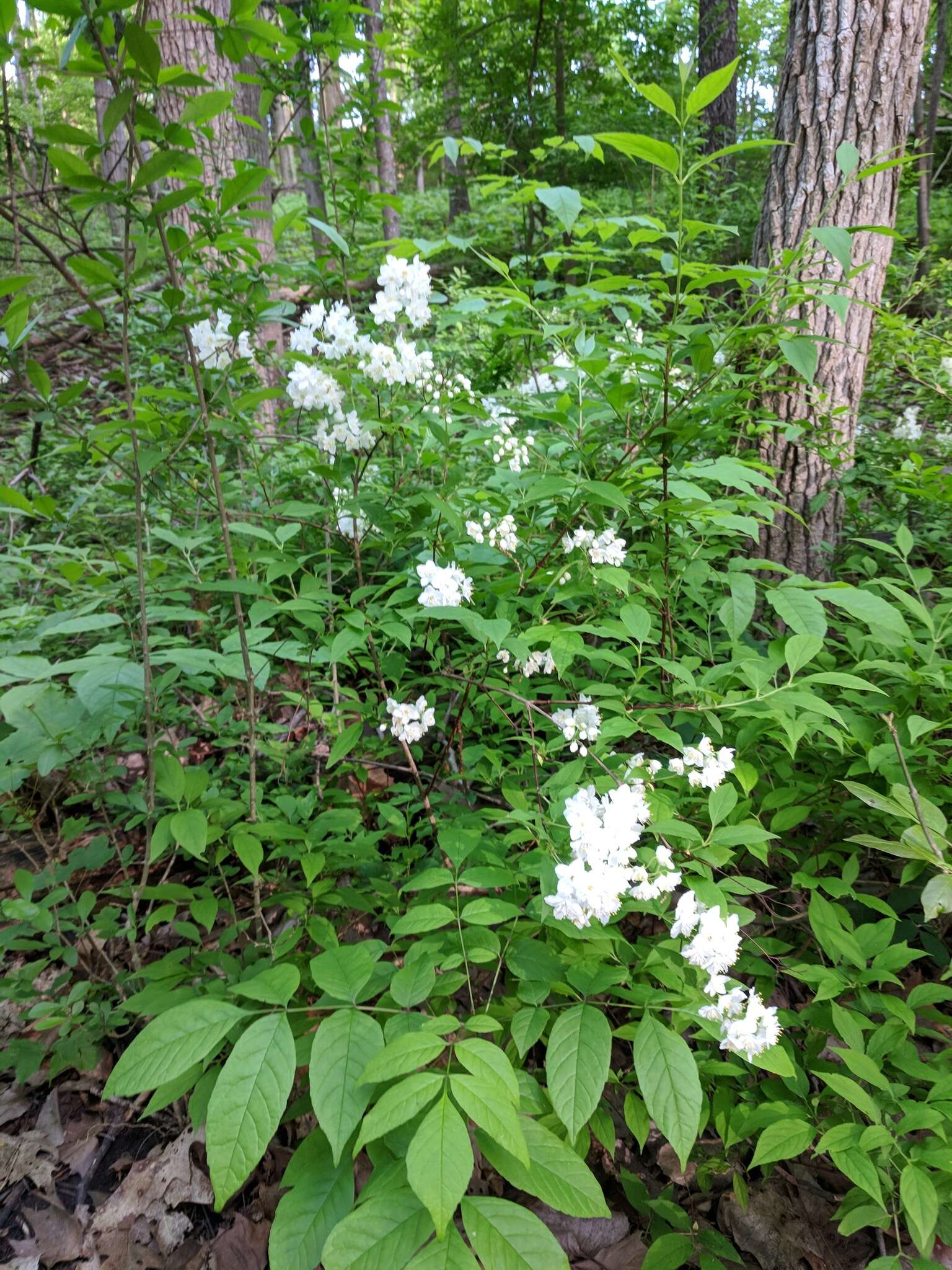 Image of slender pride of Rochester