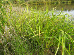 Image of Scirpus radicans Schkuhr