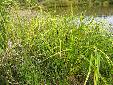 Image of Scirpus radicans Schkuhr