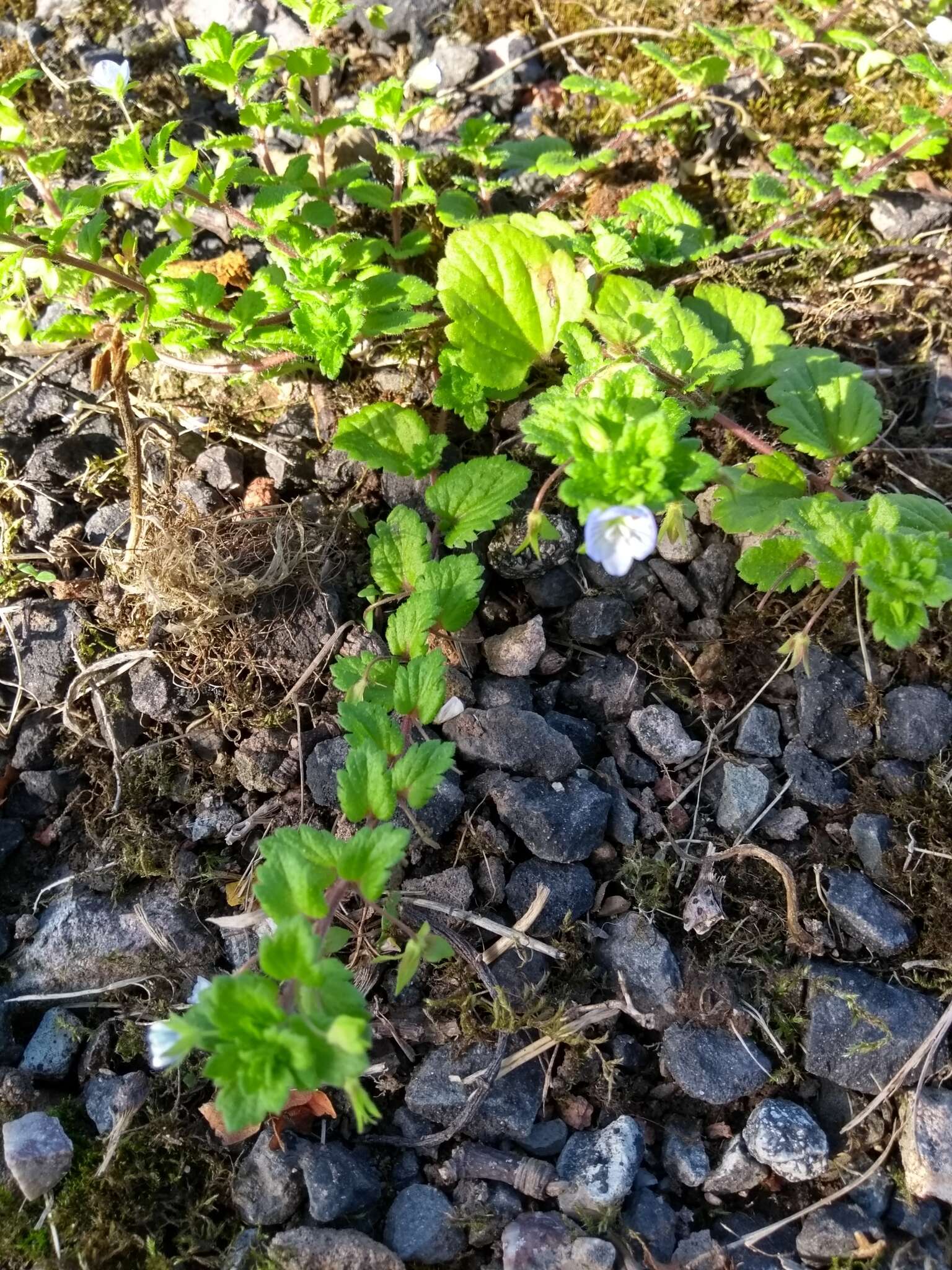 Image of Green field-speedwell