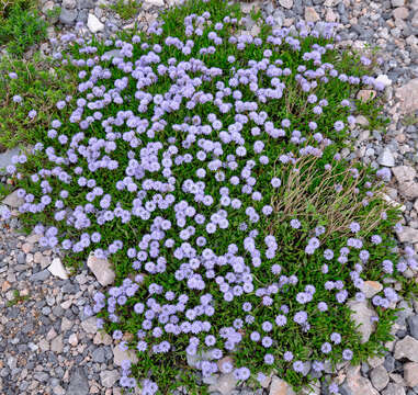 Image of Globularia meridionalis (Podp.) O. Schwarz