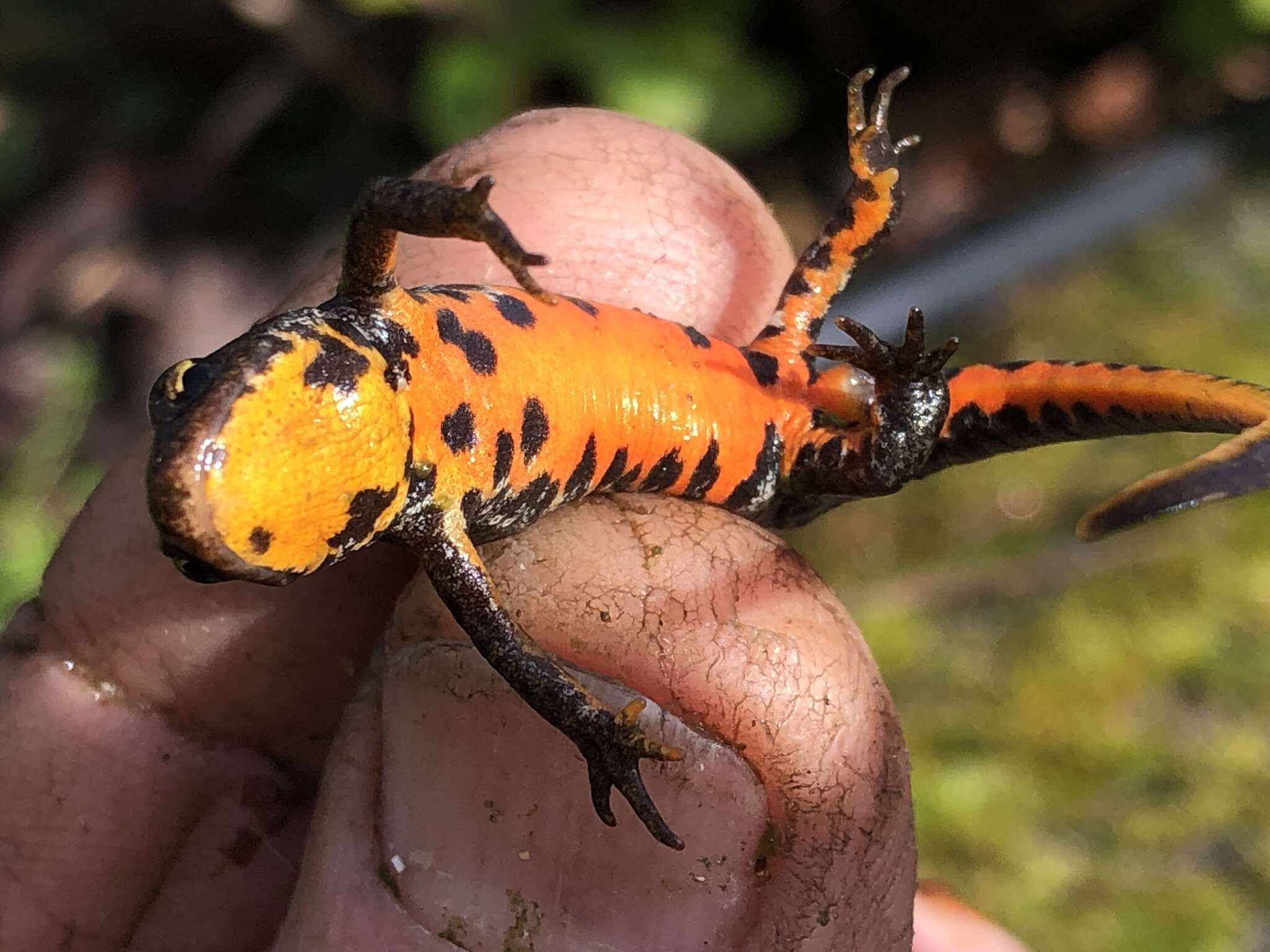 Image of Bosca's Newt