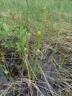 Image of Fewseed sedge