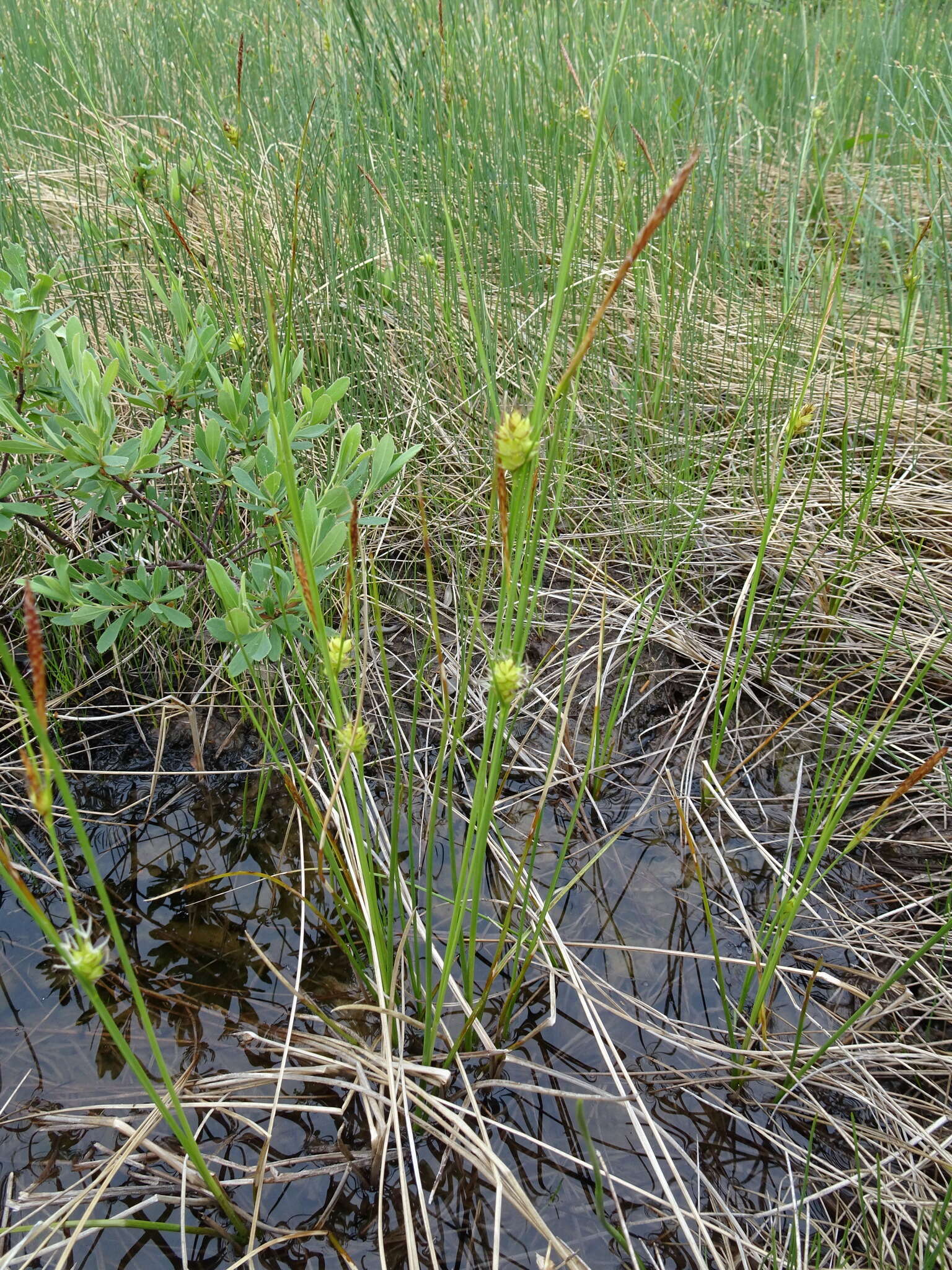 Image of Fewseed sedge