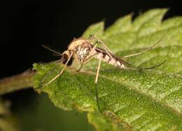 Aedes sticticus (Meigen 1835) resmi