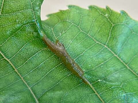 Image of Phylloxera caryaevenae (Fitch 1856)