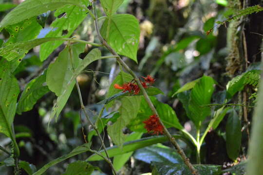 Image of Glossoloma medusaeum (L. E. Skog) J. L. Clark