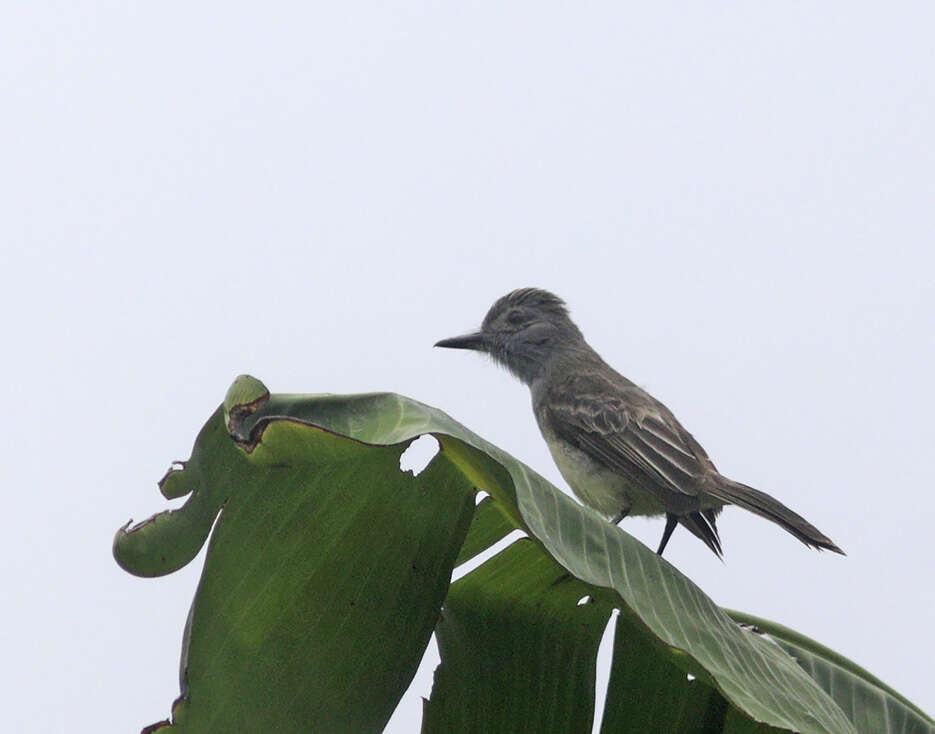 Image de Tyran du Panama