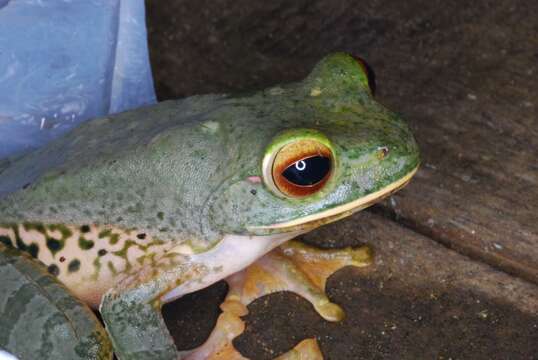 Image de Boophis albilabris (Boulenger 1888)