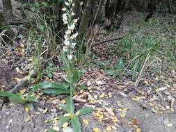 Plancia ëd Gavilea longibracteata (Lindl.) Sparre ex L. E. Navas