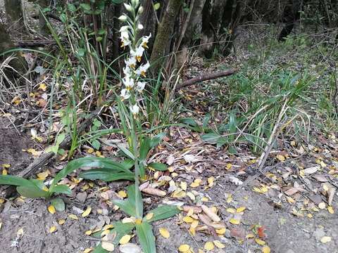 Plancia ëd Gavilea longibracteata (Lindl.) Sparre ex L. E. Navas